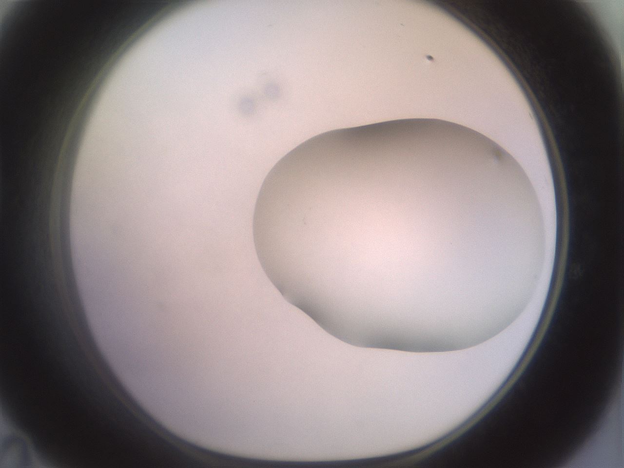 folderID463_plateID2463_batchID12054_wellNum47_profileID1_d1_r186762_ef.jpg