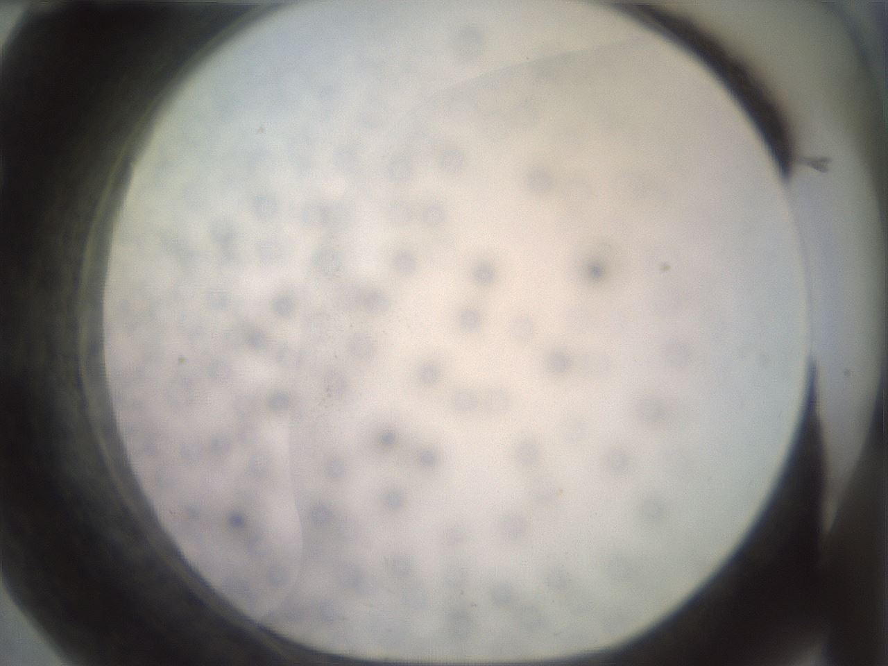 folderID463_plateID2463_batchID12054_wellNum57_profileID1_d1_r186772_ef.jpg