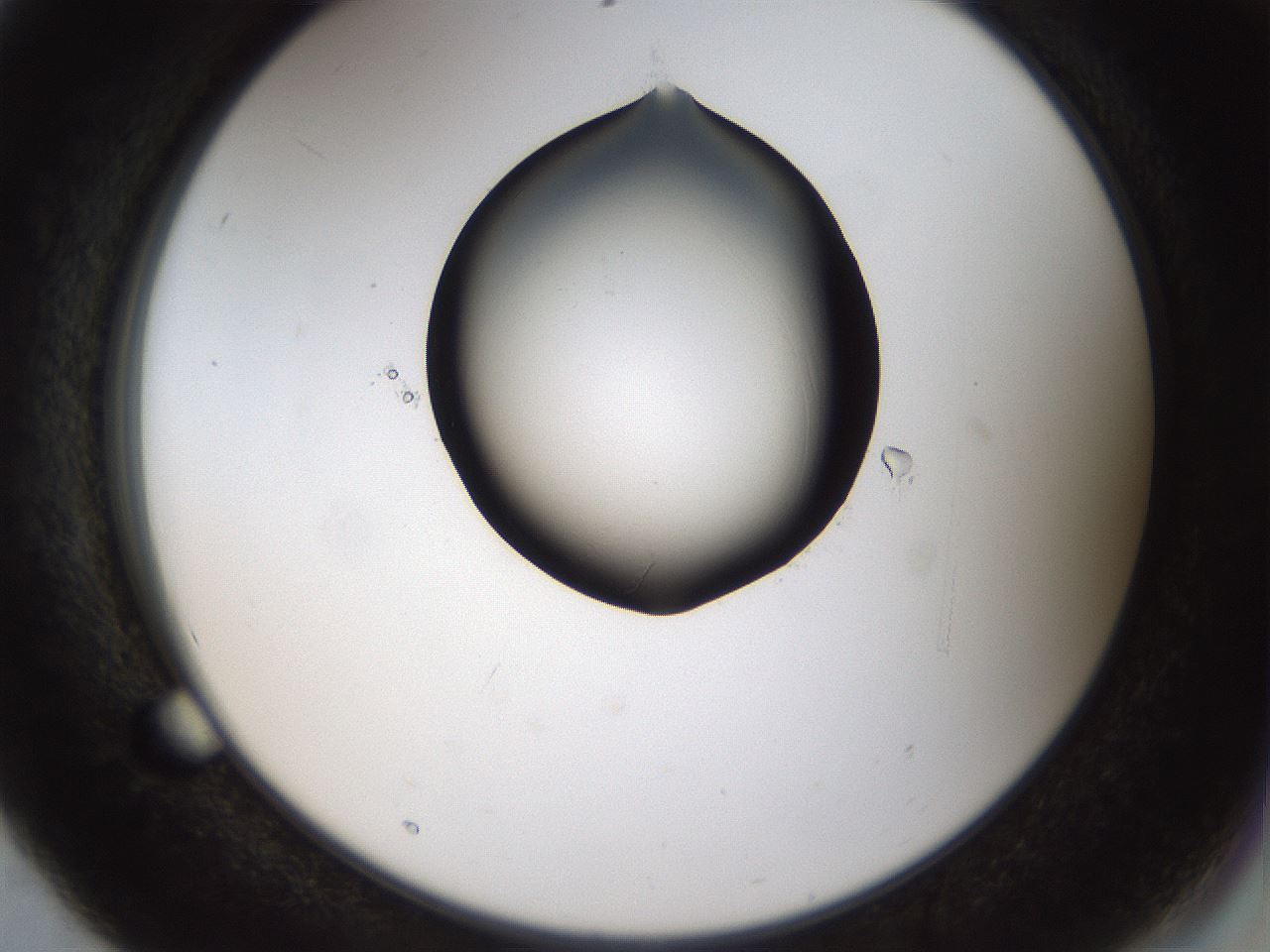 folderID464_plateID1464_batchID5604_wellNum56_profileID1_d2_r92844_ef.jpg