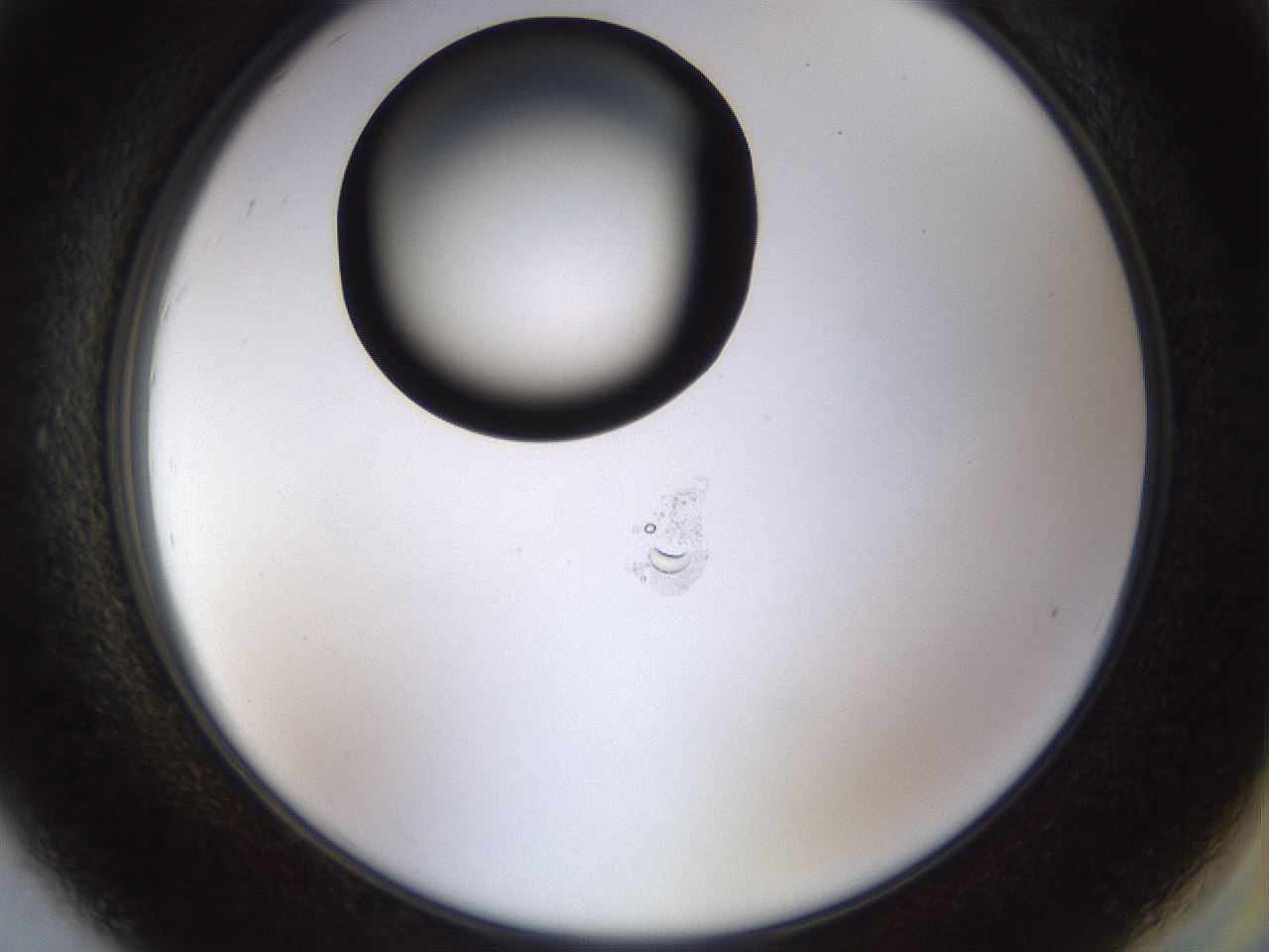 folderID464_plateID1464_batchID5604_wellNum92_profileID1_d2_r92916_ef.jpg