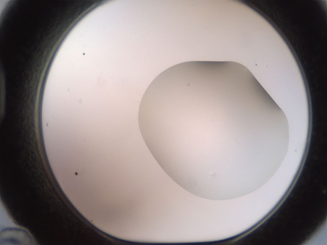 folderID464_plateID2464_batchID12065_wellNum48_profileID1_d1_r187243_ef.jpg