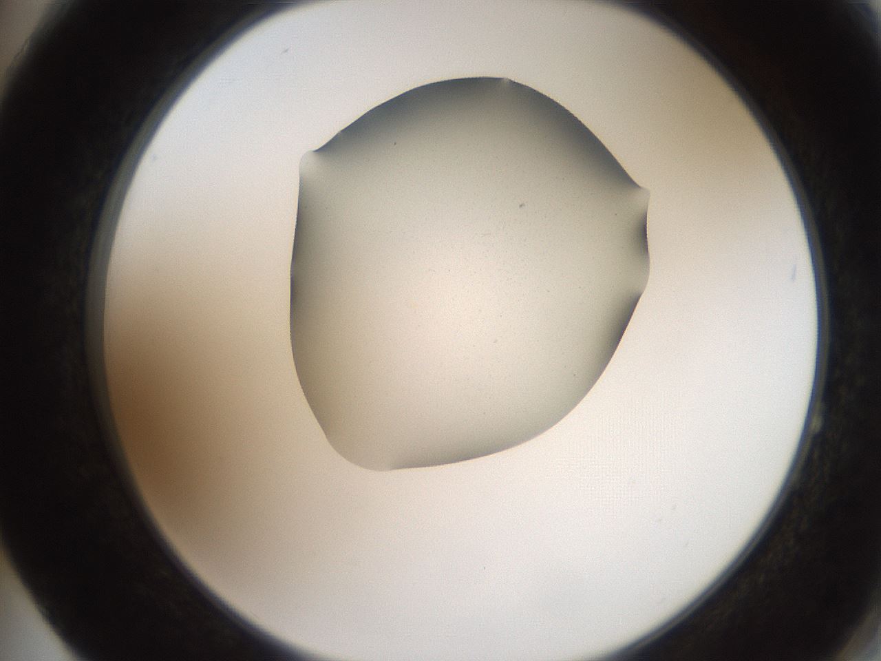 folderID207_plateID2207_batchID10014_wellNum64_profileID1_d2_r150262_ef.jpg