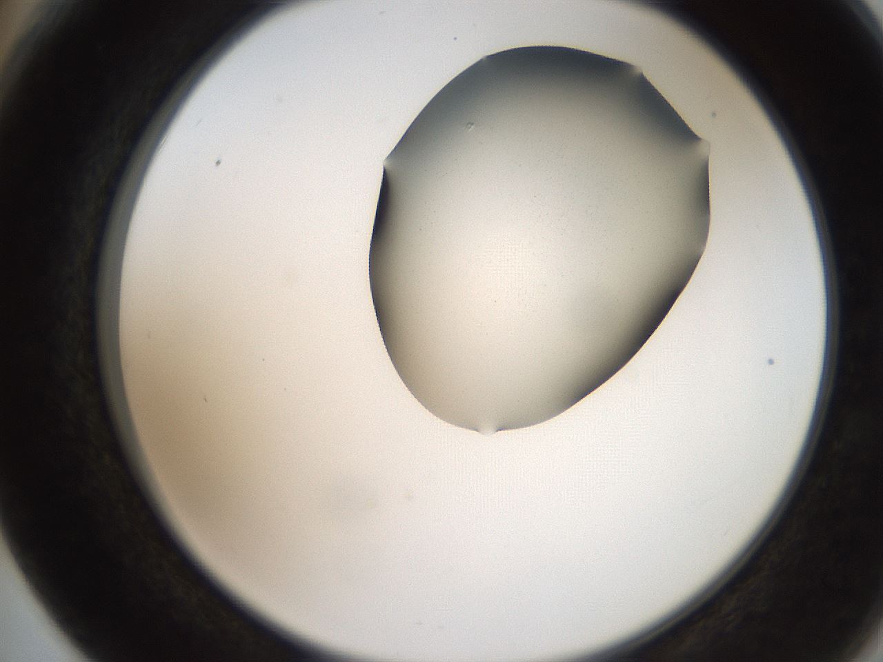 folderID207_plateID2207_batchID10014_wellNum66_profileID1_d2_r150266_ef.jpg