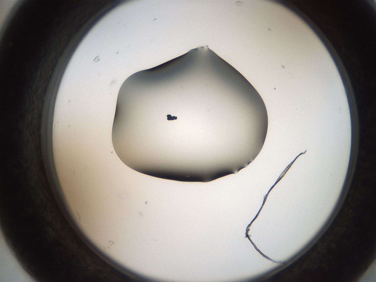folderID207_plateID2207_batchID10014_wellNum67_profileID1_d2_r150268_ef.jpg