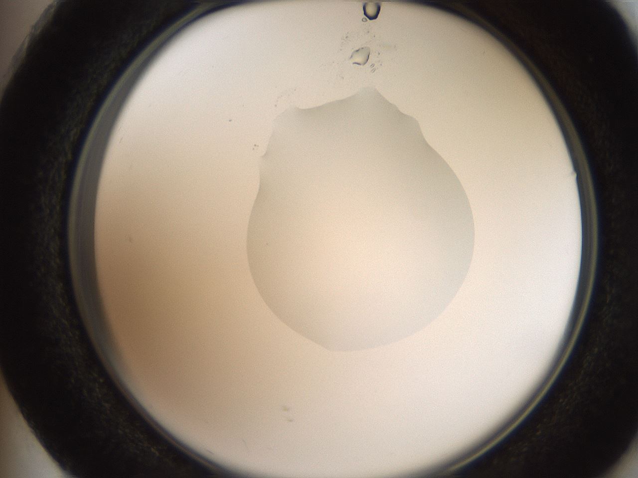 folderID207_plateID2207_batchID10014_wellNum73_profileID1_d2_r150280_ef.jpg