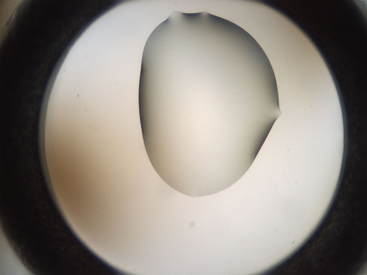 folderID207_plateID2207_batchID10014_wellNum75_profileID1_d2_r150284_ef.jpg