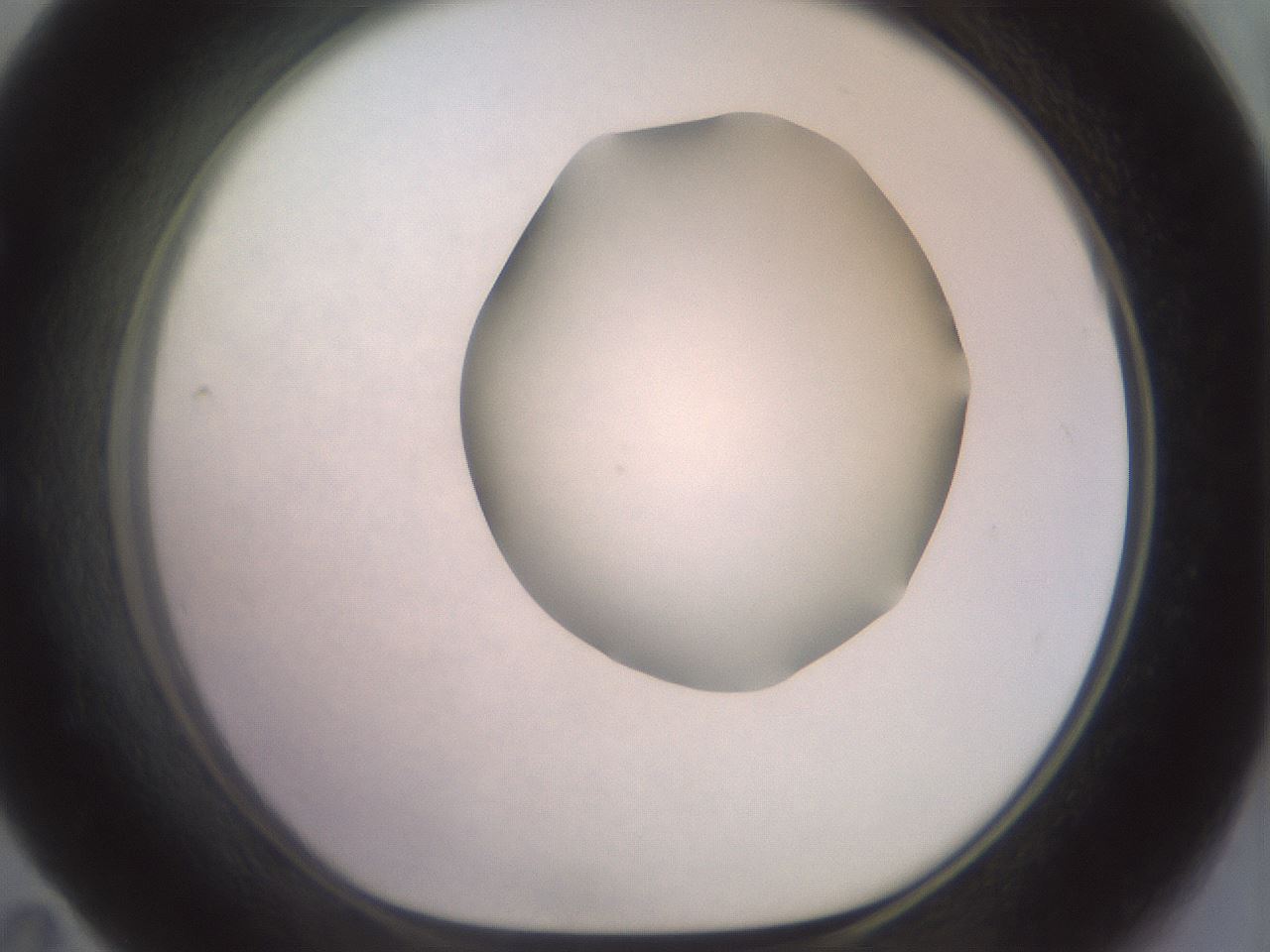 folderID463_plateID2463_batchID12054_wellNum59_profileID1_d1_r186774_ef.jpg