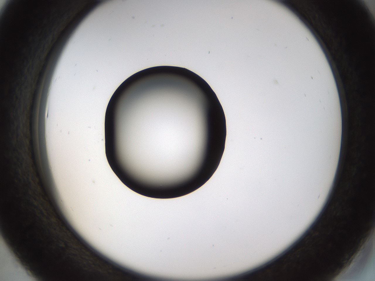 folderID464_plateID1464_batchID5604_wellNum43_profileID1_d2_r92818_ef.jpg