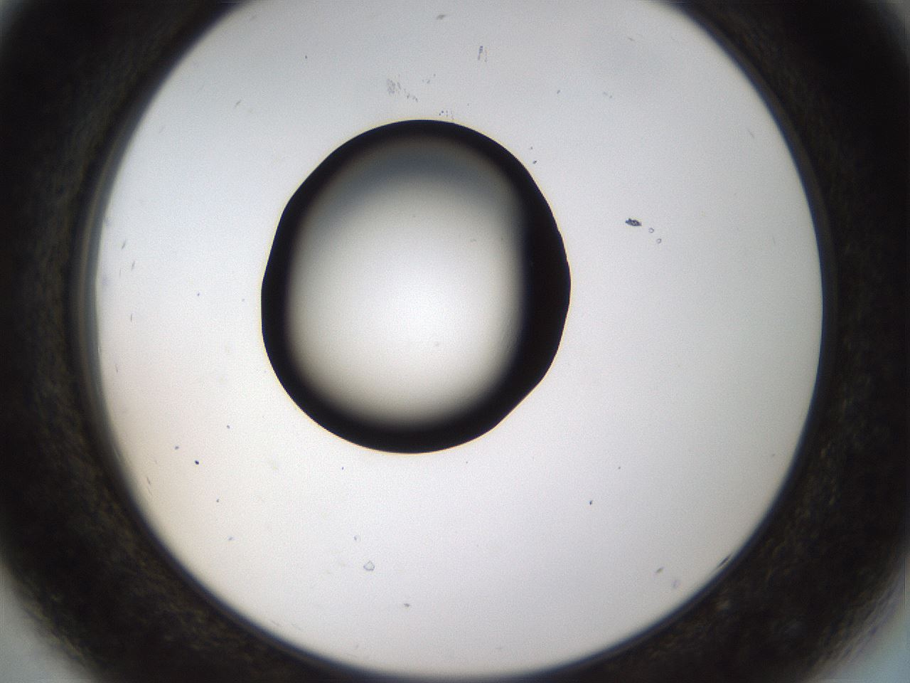 folderID464_plateID1464_batchID5604_wellNum44_profileID1_d2_r92820_ef.jpg