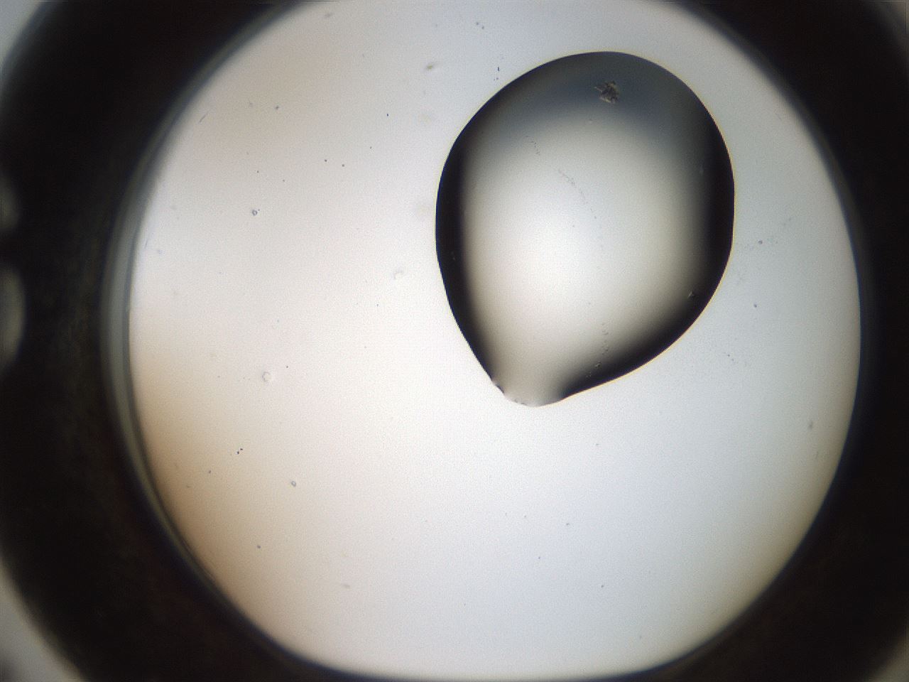 folderID207_plateID2207_batchID10014_wellNum79_profileID1_d1_r150291_ef.jpg