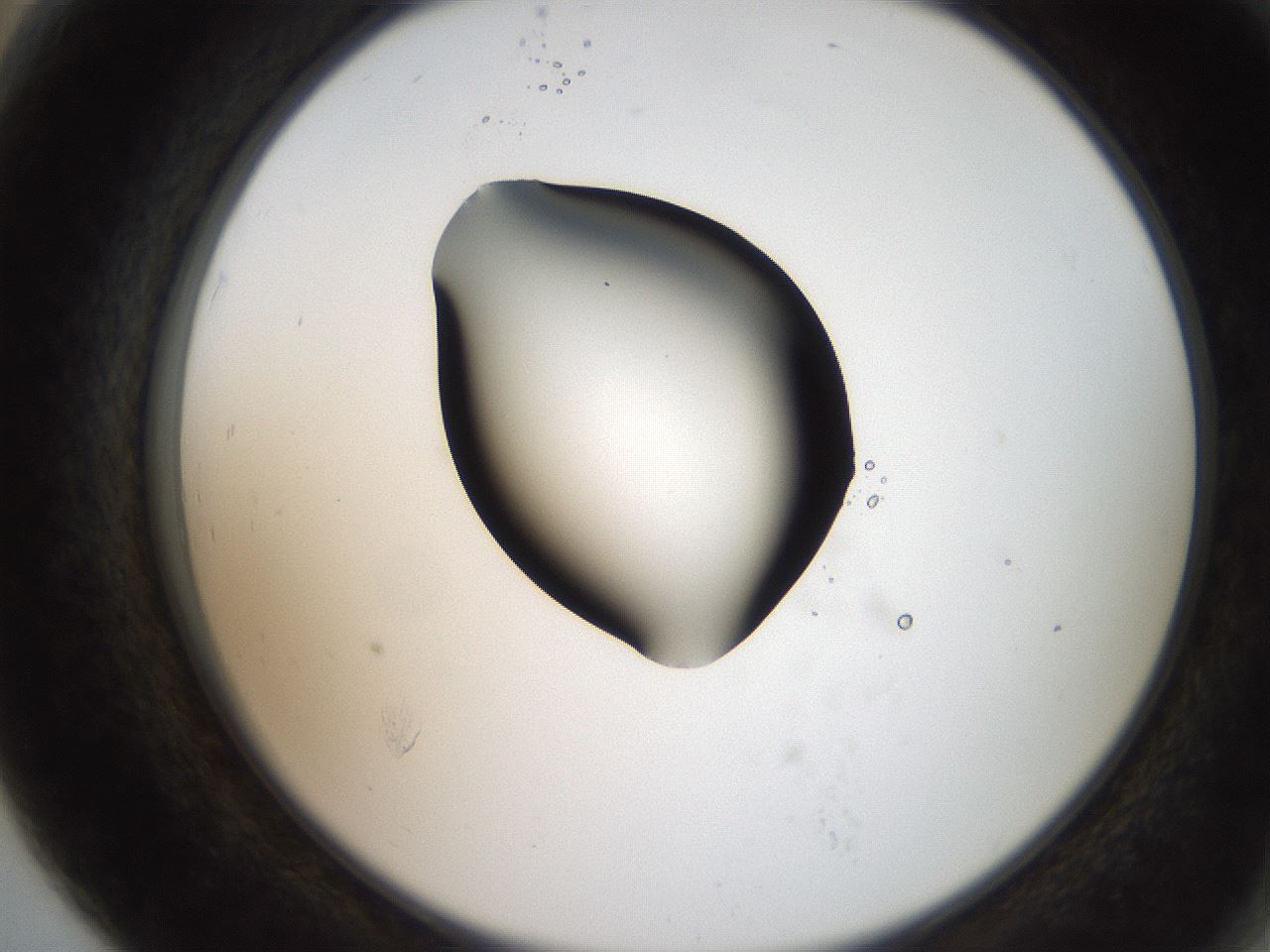 folderID207_plateID2207_batchID10014_wellNum79_profileID1_d2_r150292_ef.jpg