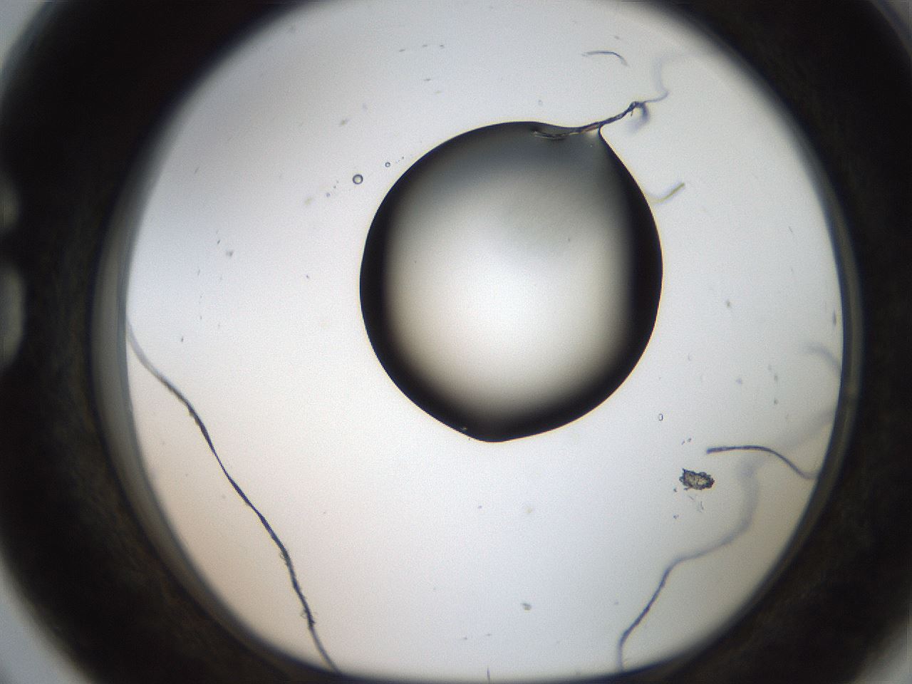 folderID207_plateID2207_batchID10014_wellNum80_profileID1_d1_r150293_ef.jpg
