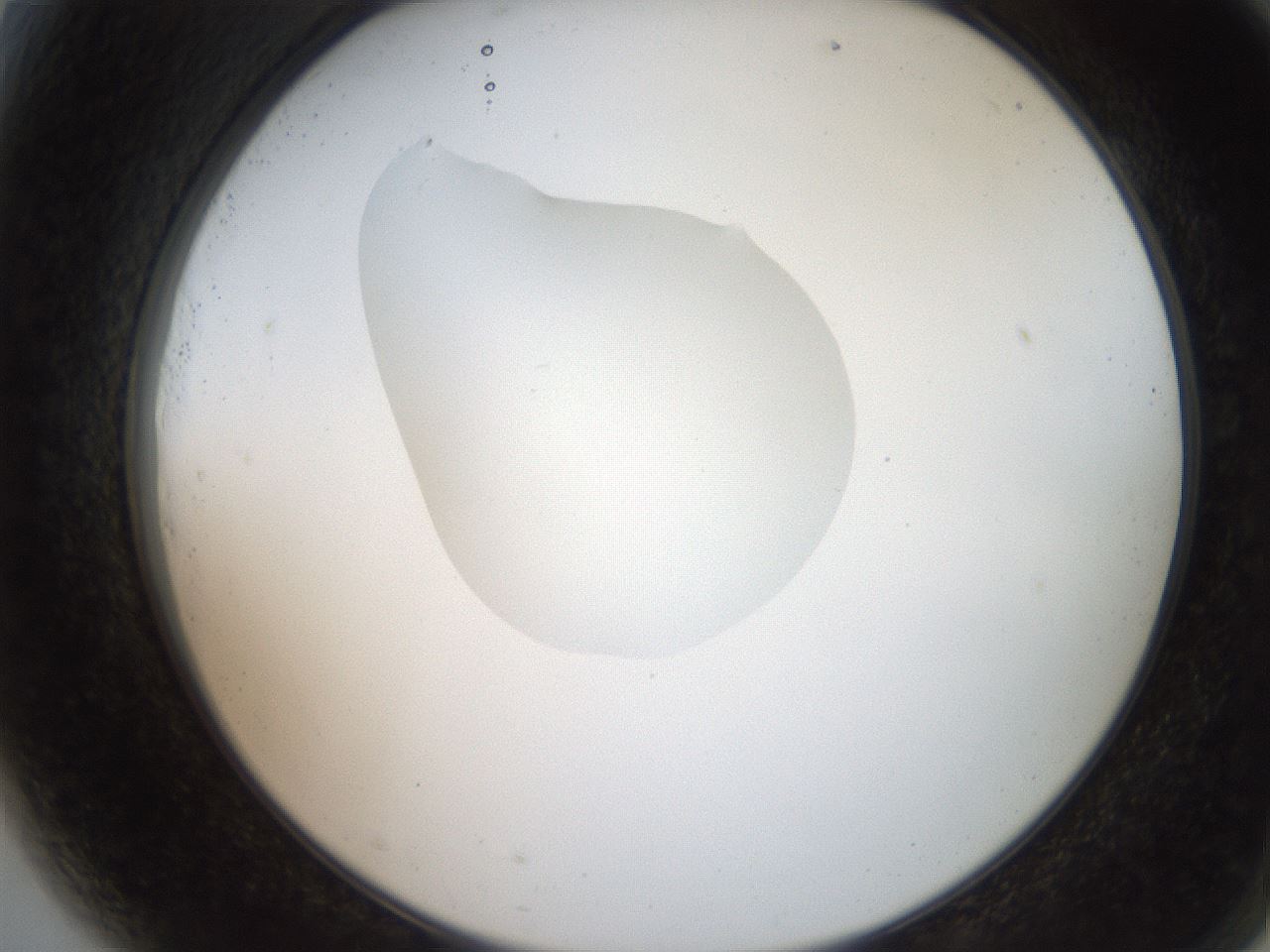 folderID207_plateID2207_batchID10014_wellNum81_profileID1_d2_r150296_ef.jpg