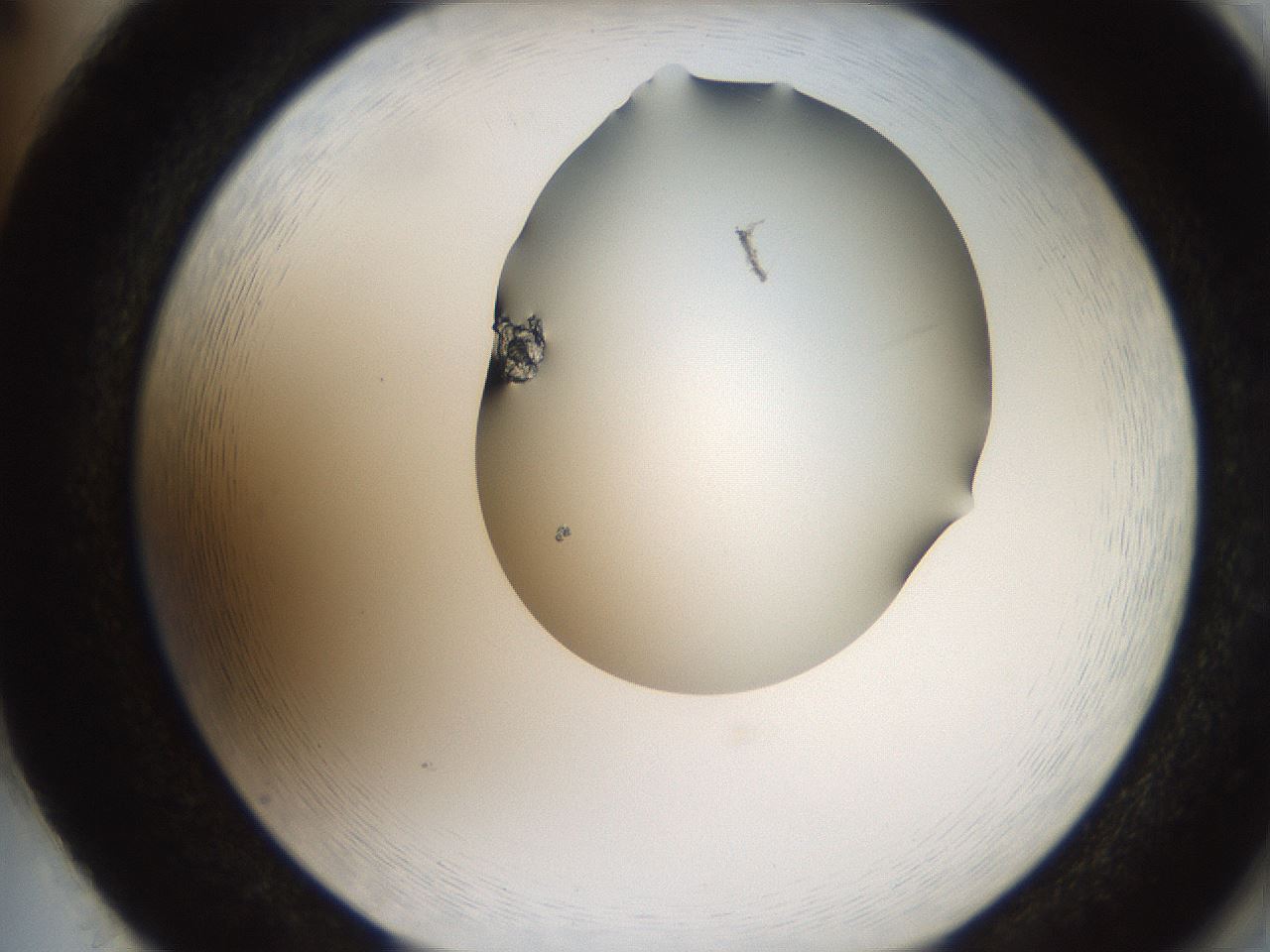 folderID207_plateID2207_batchID10014_wellNum86_profileID1_d2_r150306_ef.jpg