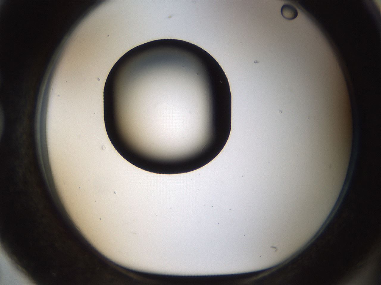 folderID464_plateID1464_batchID5604_wellNum79_profileID1_d1_r92889_ef.jpg