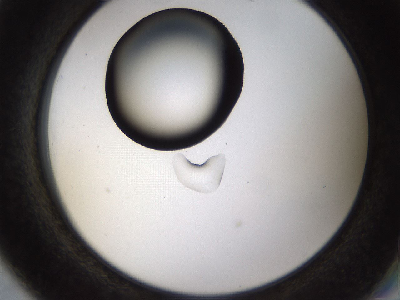 folderID464_plateID1464_batchID5604_wellNum79_profileID1_d2_r92890_ef.jpg