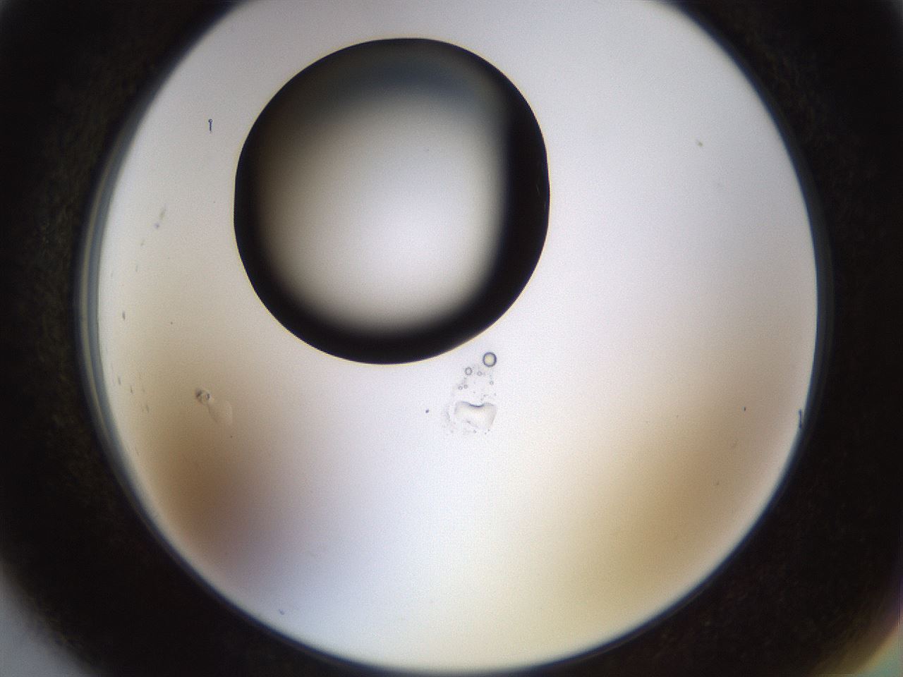 folderID464_plateID1464_batchID5604_wellNum91_profileID1_d2_r92914_ef.jpg