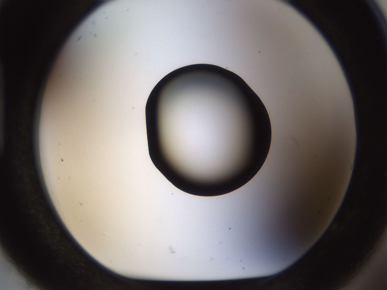 folderID464_plateID1464_batchID5604_wellNum92_profileID1_d1_r92915_ef.jpg