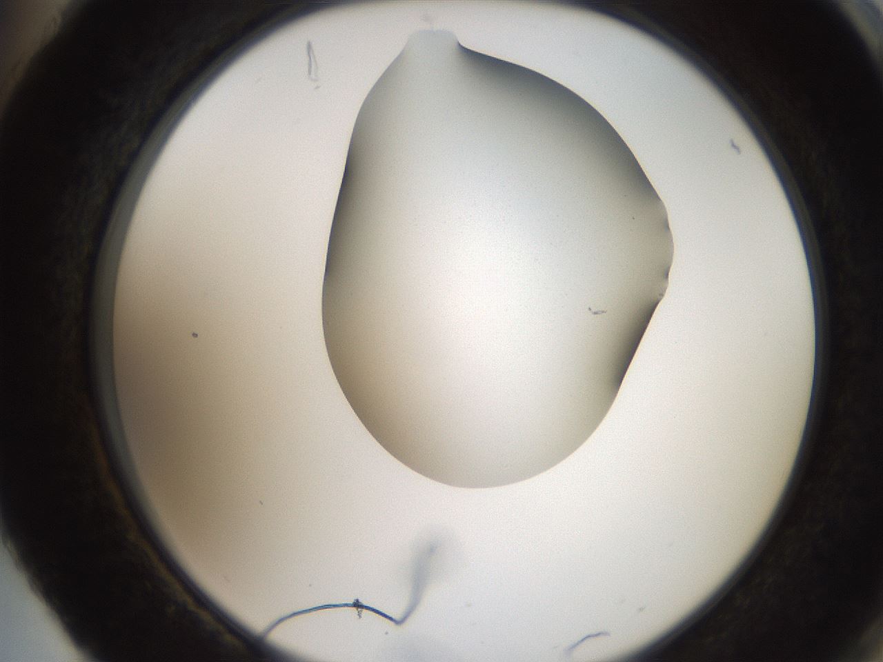 folderID207_plateID2207_batchID10014_wellNum88_profileID1_d2_r150310_ef.jpg