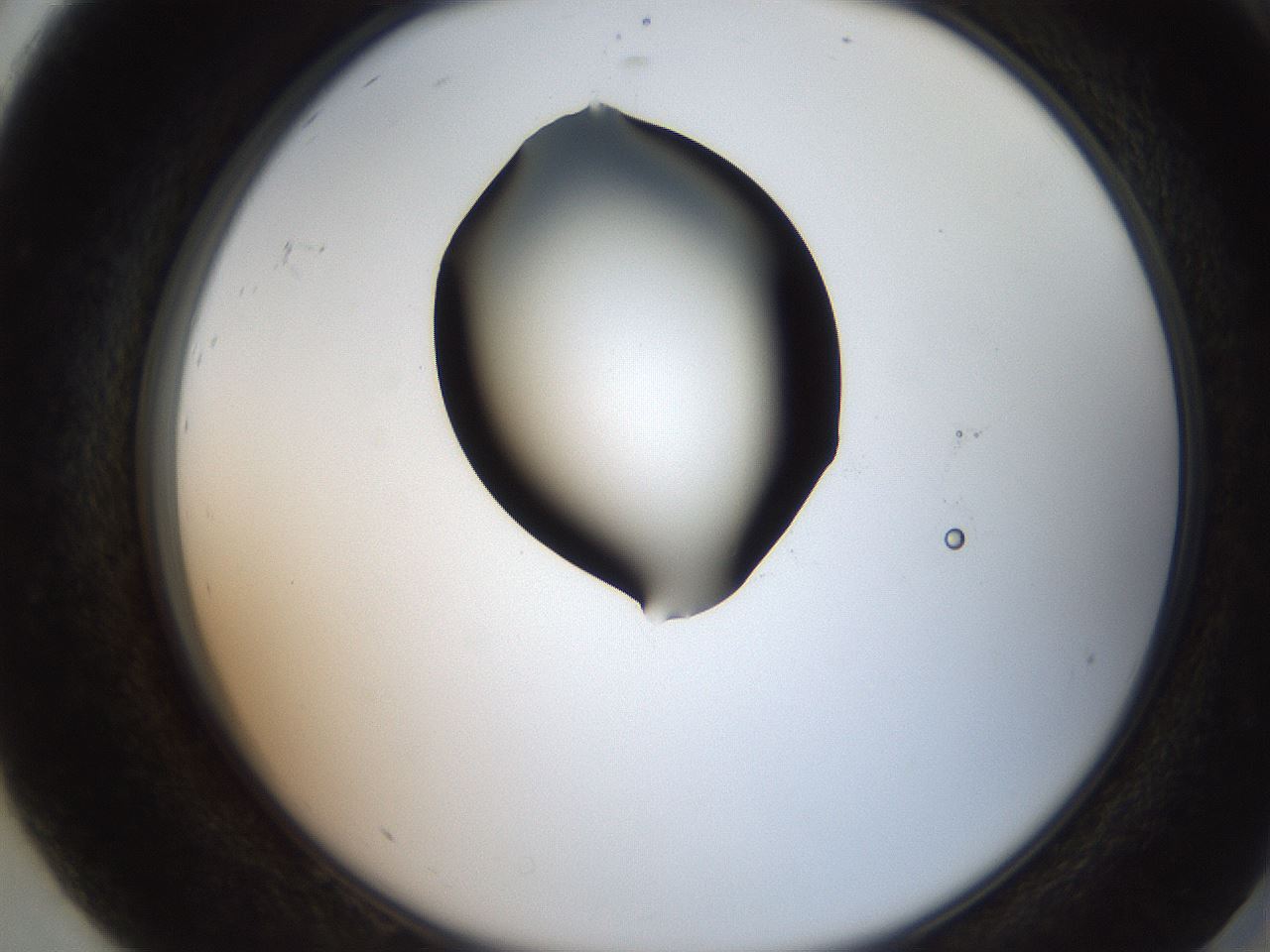 folderID207_plateID2207_batchID10014_wellNum92_profileID1_d2_r150318_ef.jpg