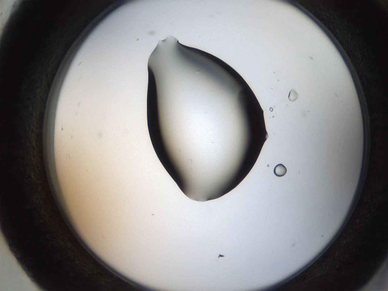 folderID207_plateID2207_batchID10014_wellNum93_profileID1_d2_r150320_ef.jpg