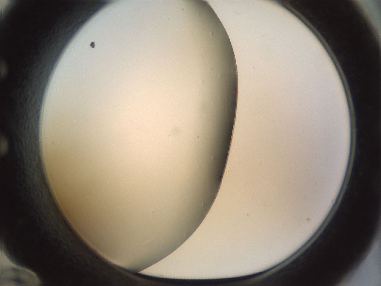 folderID207_plateID1207_batchID3655_wellNum60_profileID1_d1_r67734_ef.jpg
