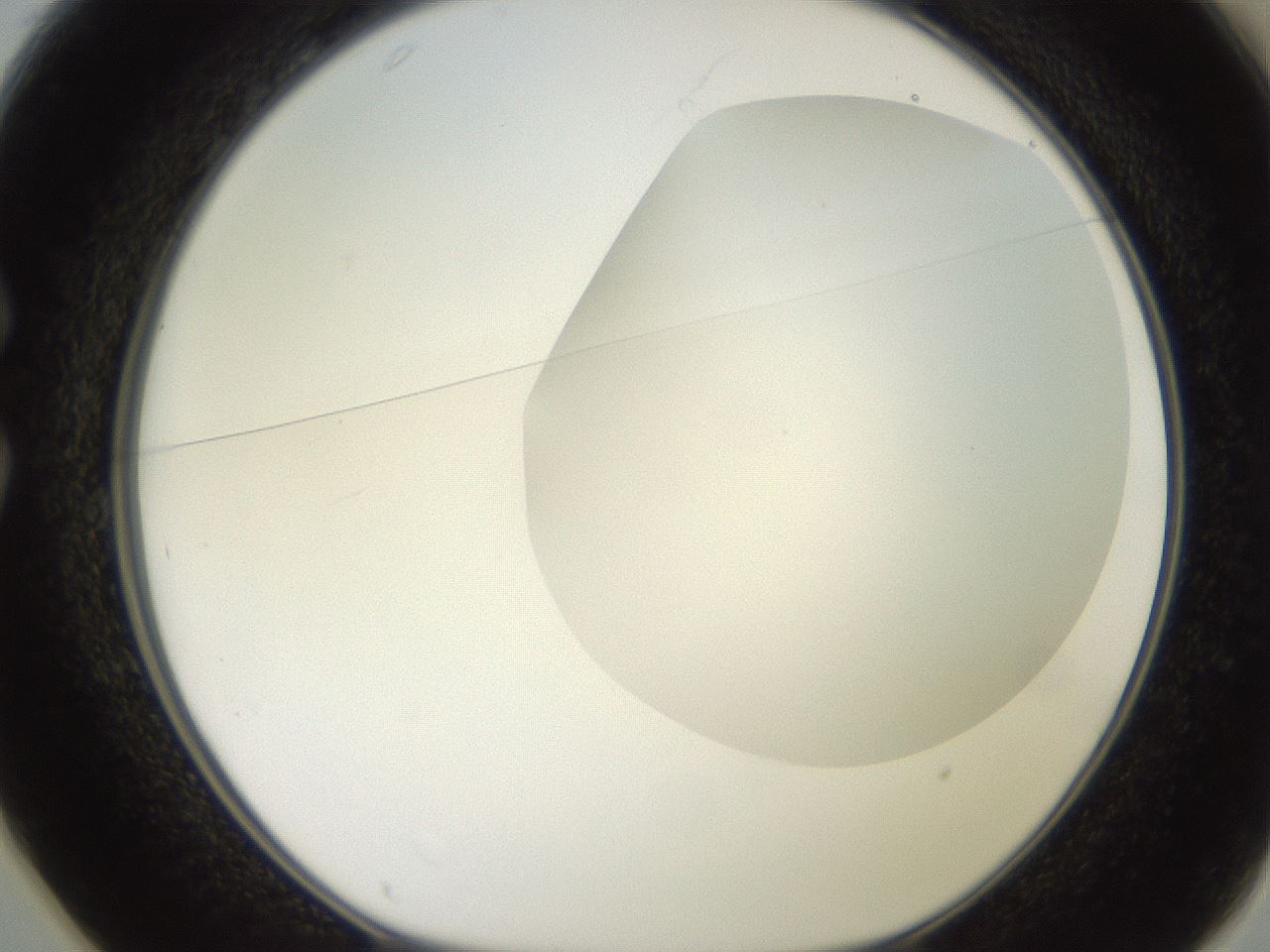 folderID464_plateID2464_batchID12065_wellNum25_profileID1_d1_r187220_ef.jpg