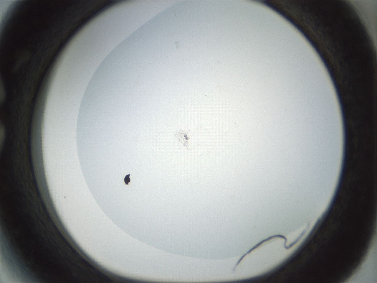 folderID208_plateID1208_batchID3624_wellNum27_profileID1_d1_r68628_ef.jpg