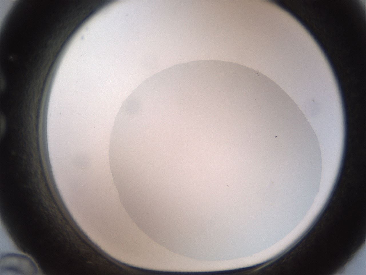 folderID464_plateID2464_batchID12065_wellNum36_profileID1_d1_r187231_ef.jpg