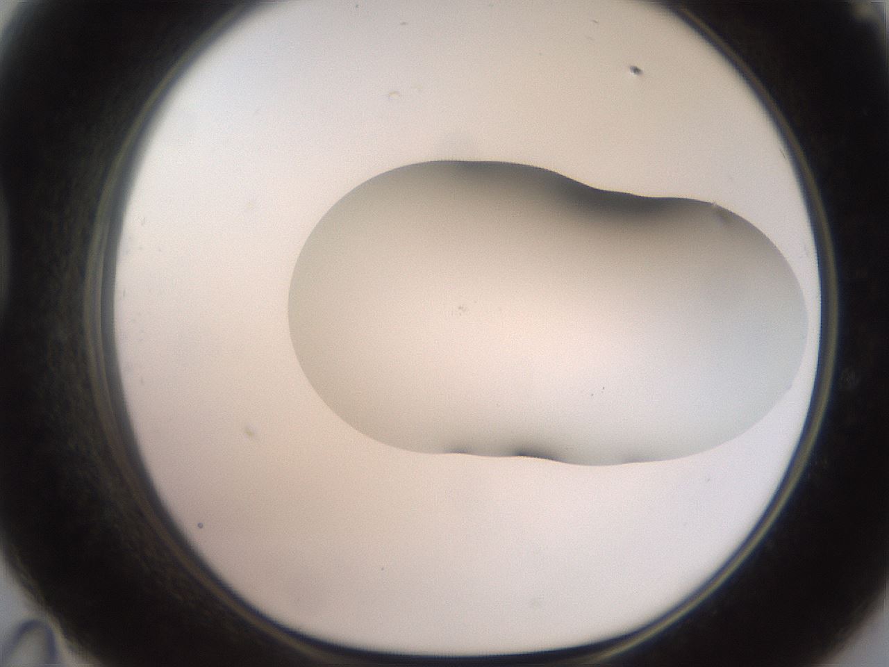 folderID464_plateID2464_batchID12065_wellNum47_profileID1_d1_r187242_ef.jpg