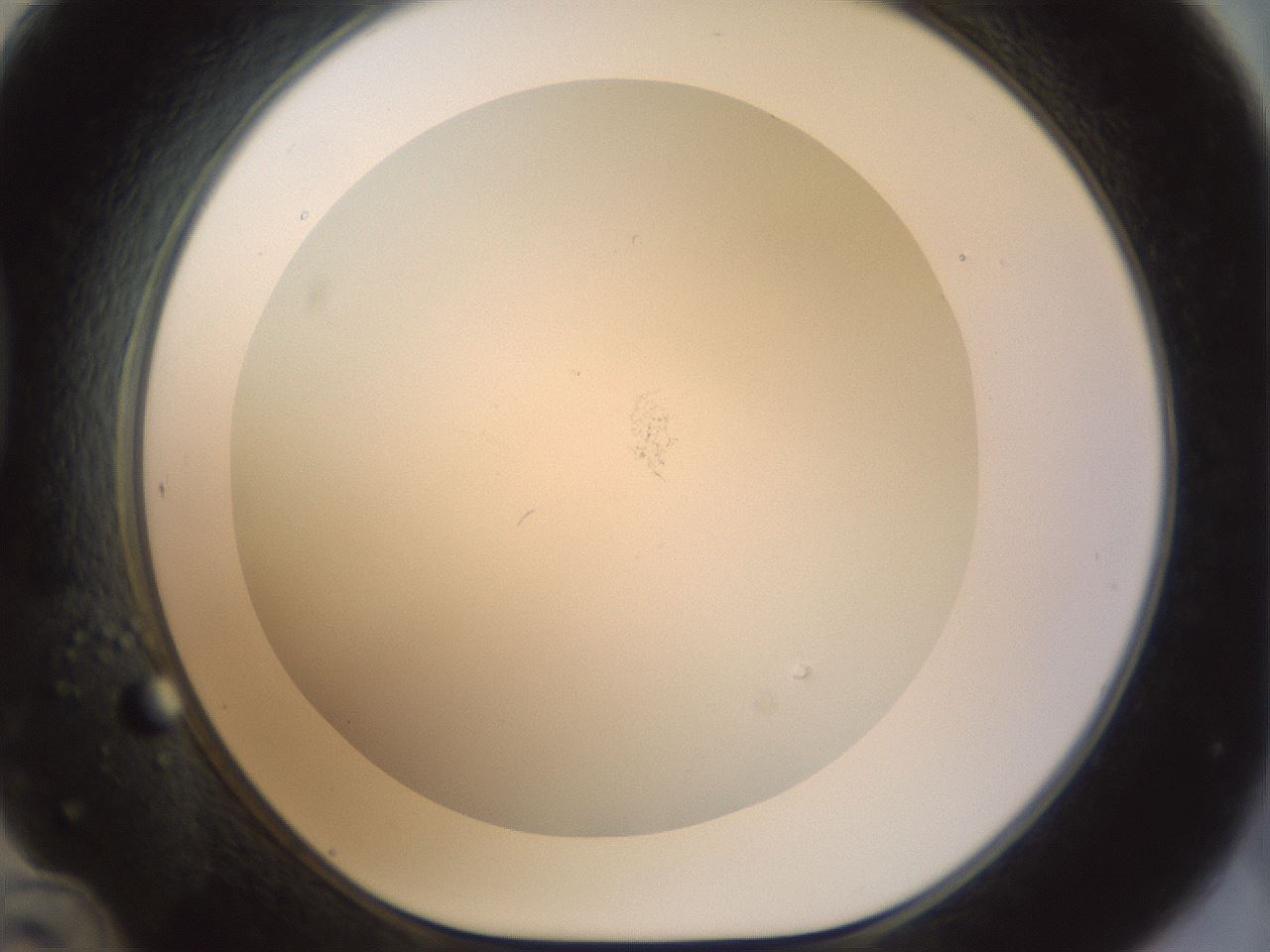 folderID208_plateID1208_batchID3624_wellNum48_profileID1_d1_r68670_ef.jpg