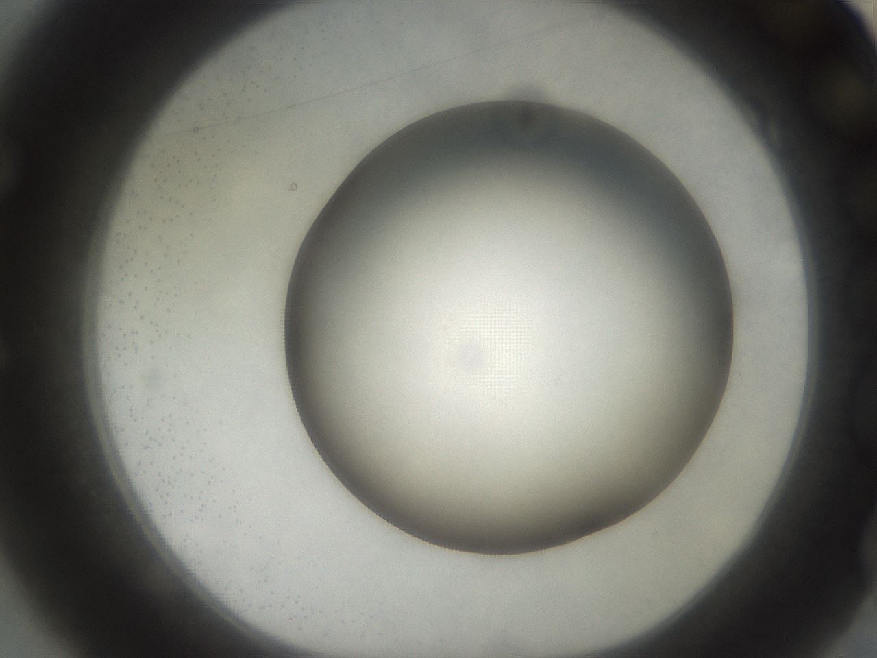 folderID464_plateID2464_batchID12065_wellNum49_profileID1_d1_r187244_ef.jpg