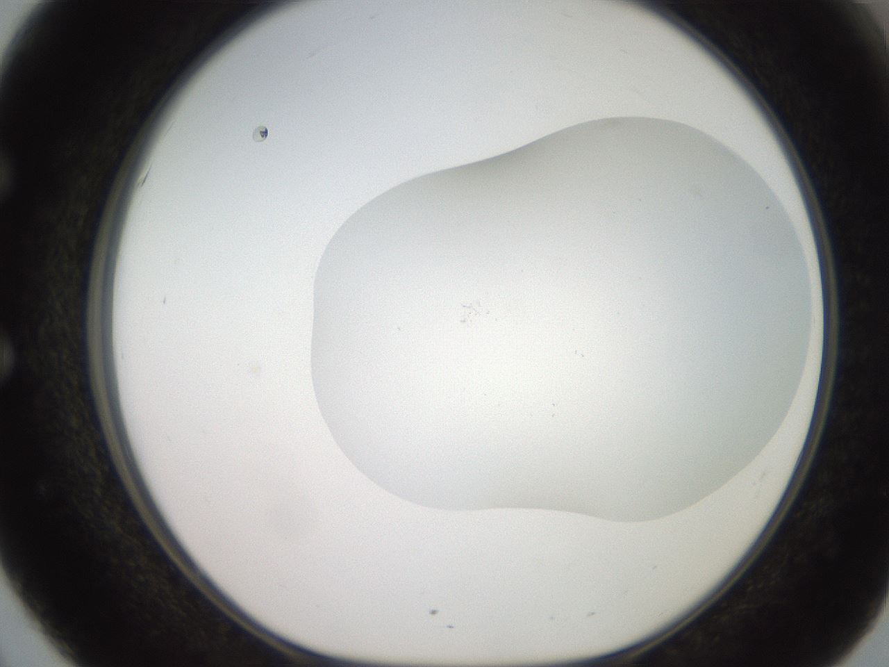 folderID464_plateID2464_batchID12065_wellNum51_profileID1_d1_r187246_ef.jpg