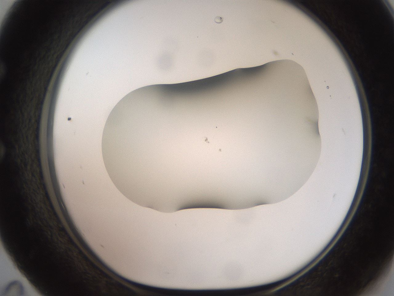 folderID464_plateID2464_batchID12065_wellNum59_profileID1_d1_r187254_ef.jpg