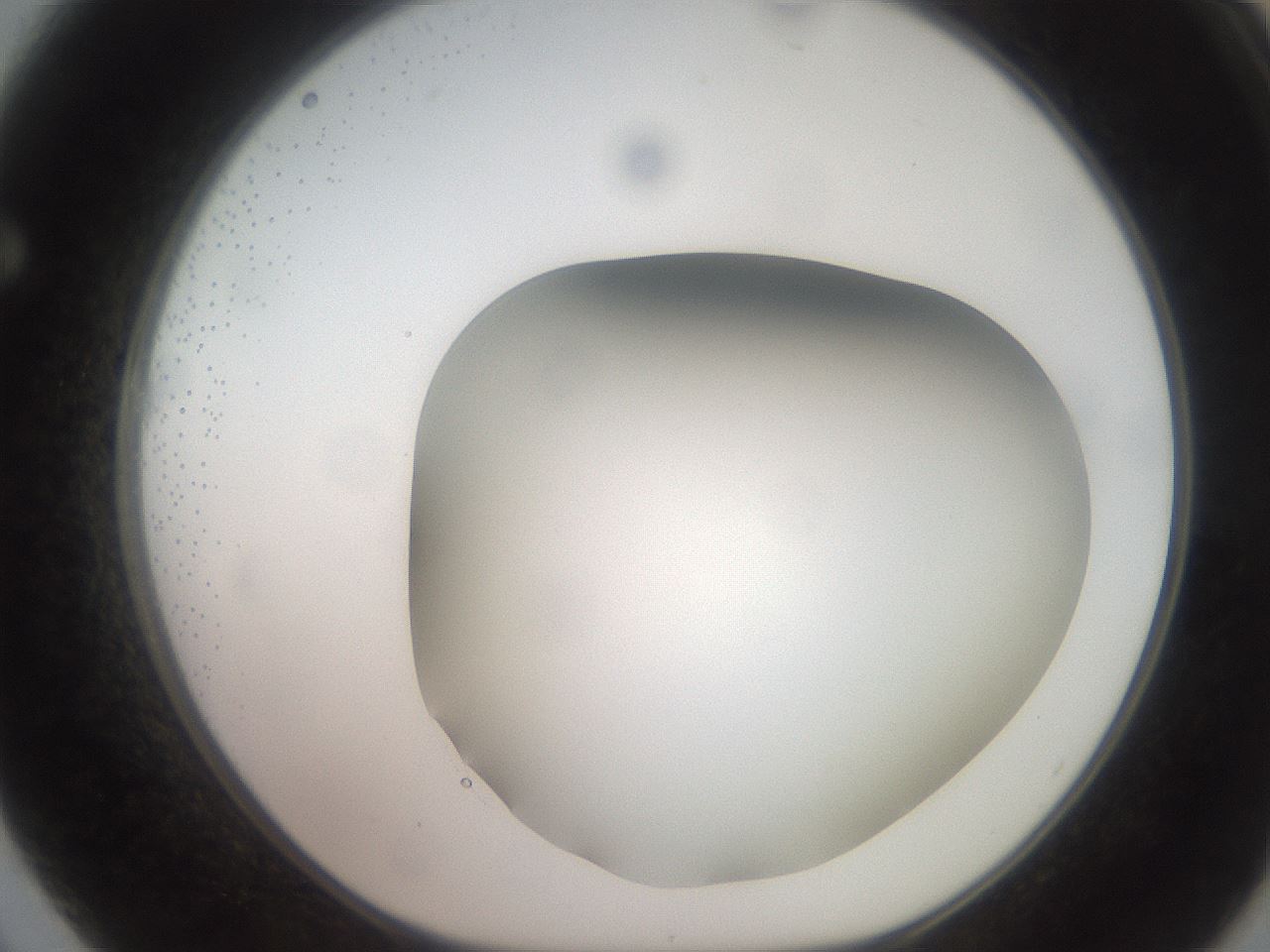 folderID464_plateID2464_batchID12065_wellNum62_profileID1_d1_r187257_ef.jpg