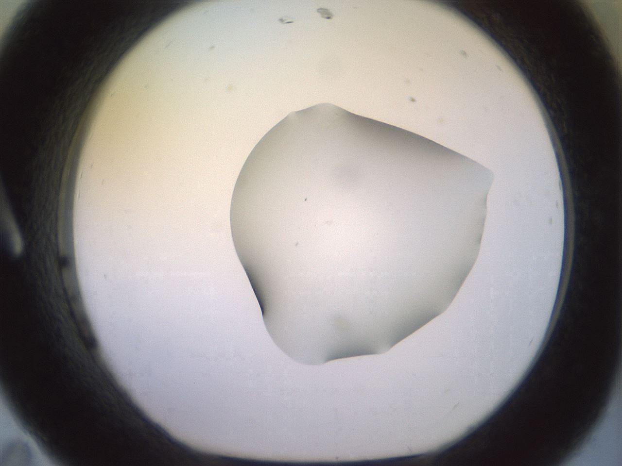 folderID465_plateID2465_batchID12053_wellNum11_profileID1_d1_r186630_ef.jpg