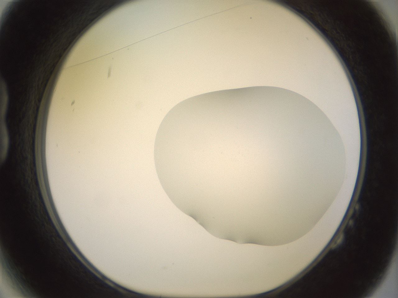 folderID465_plateID2465_batchID12053_wellNum14_profileID1_d1_r186633_ef.jpg