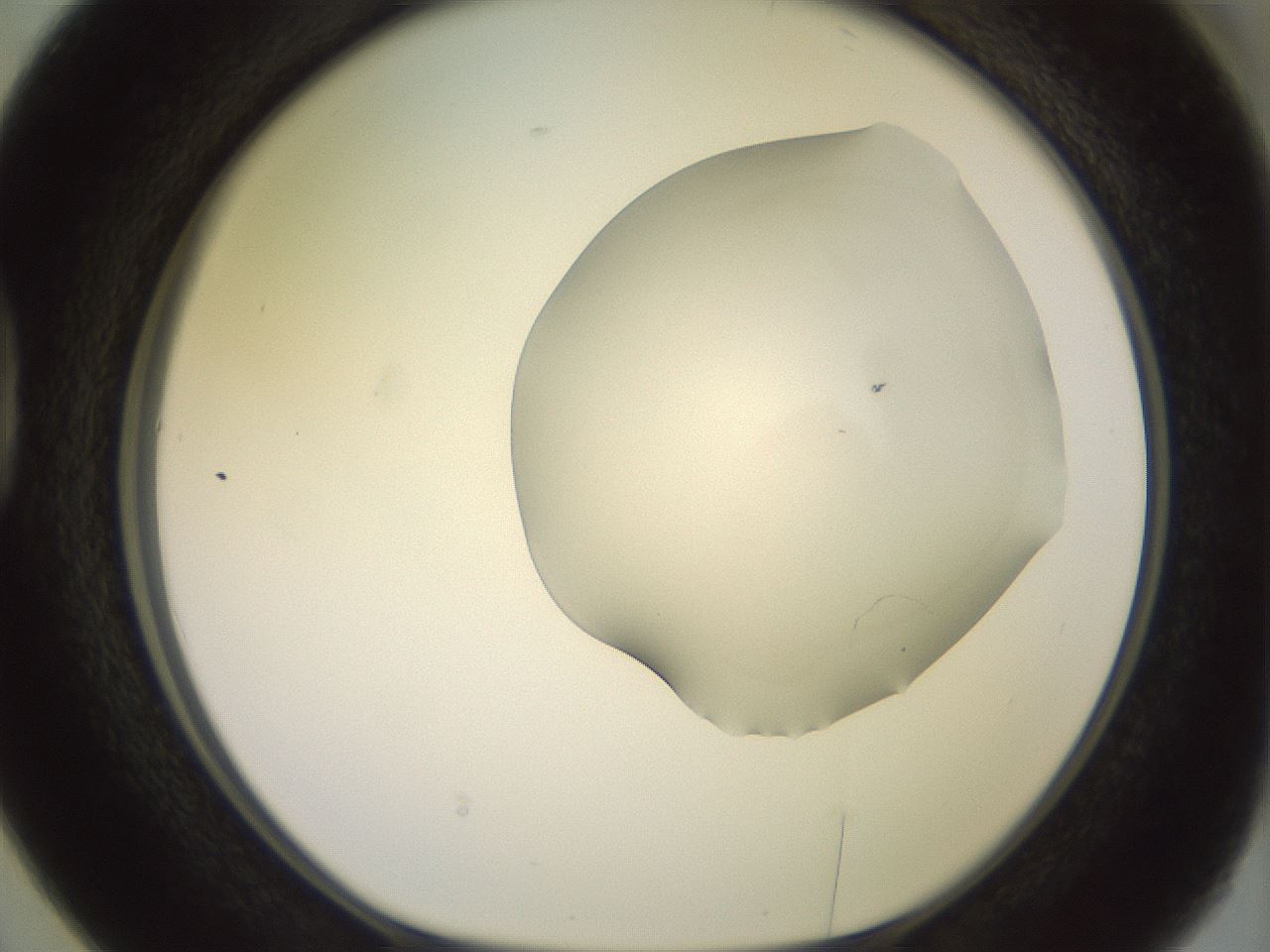 folderID465_plateID2465_batchID12053_wellNum38_profileID1_d1_r186657_ef.jpg
