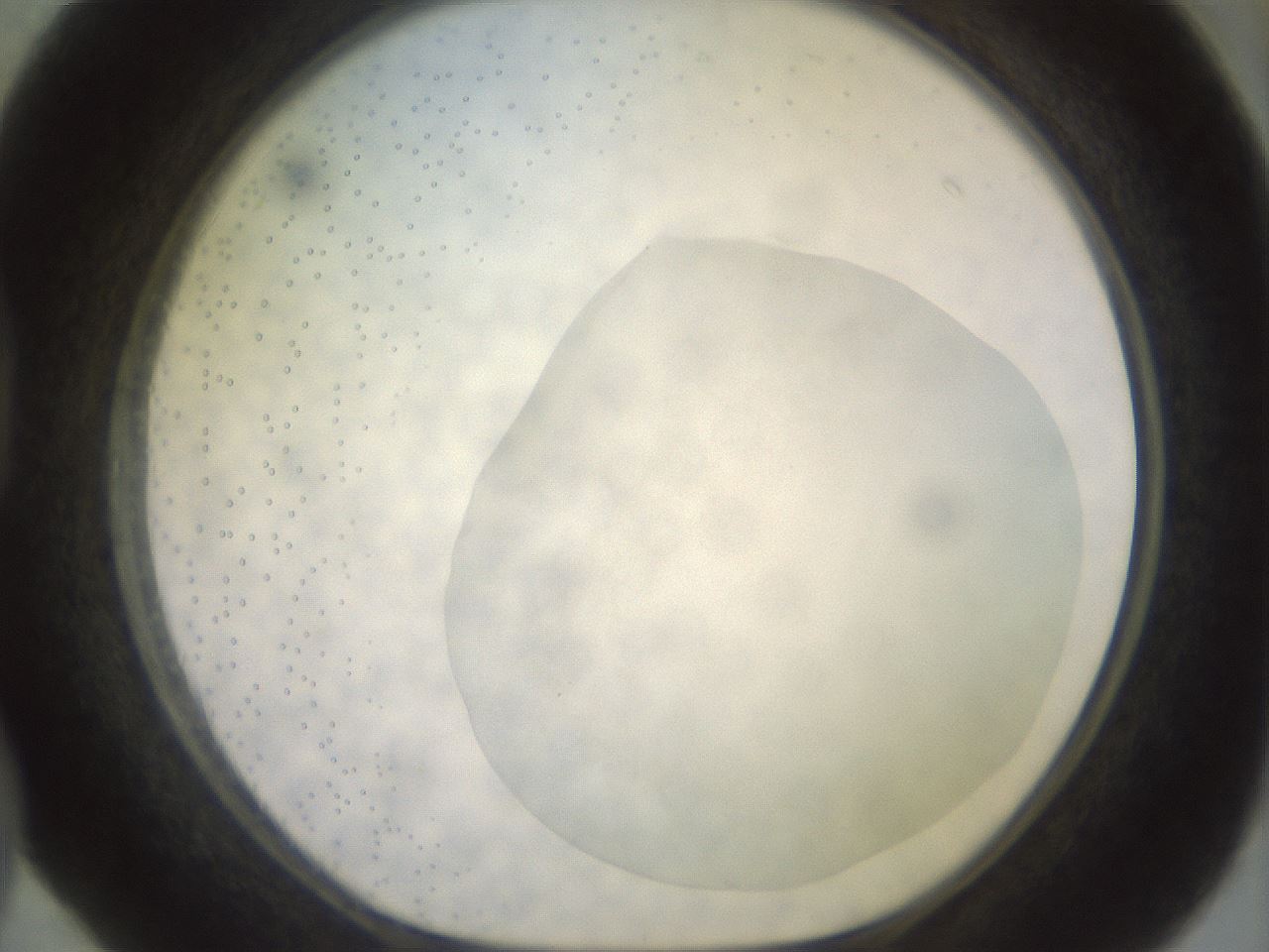 folderID465_plateID2465_batchID12053_wellNum40_profileID1_d1_r186659_ef.jpg