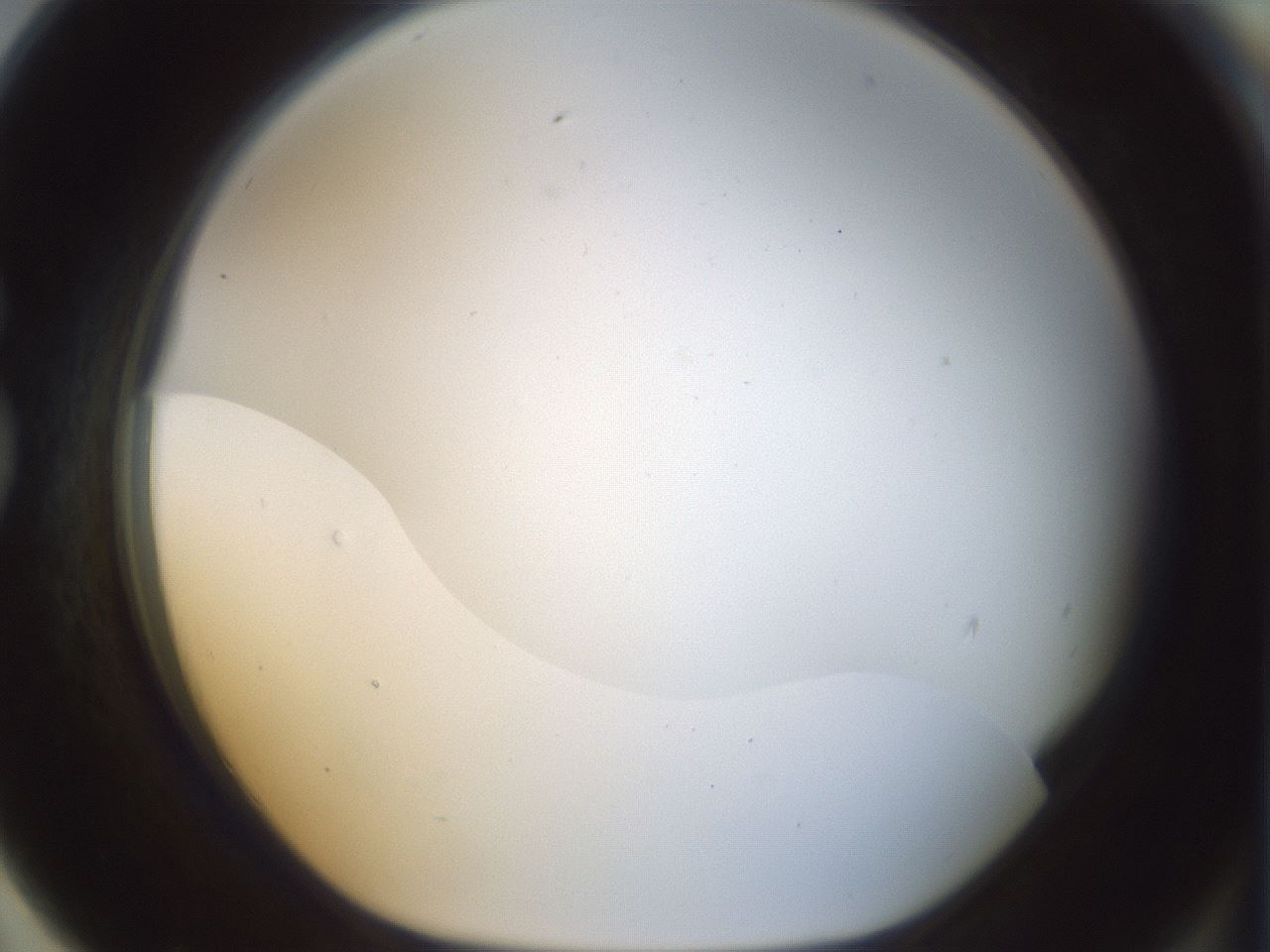 folderID208_plateID1208_batchID3624_wellNum79_profileID1_d1_r68732_ef.jpg