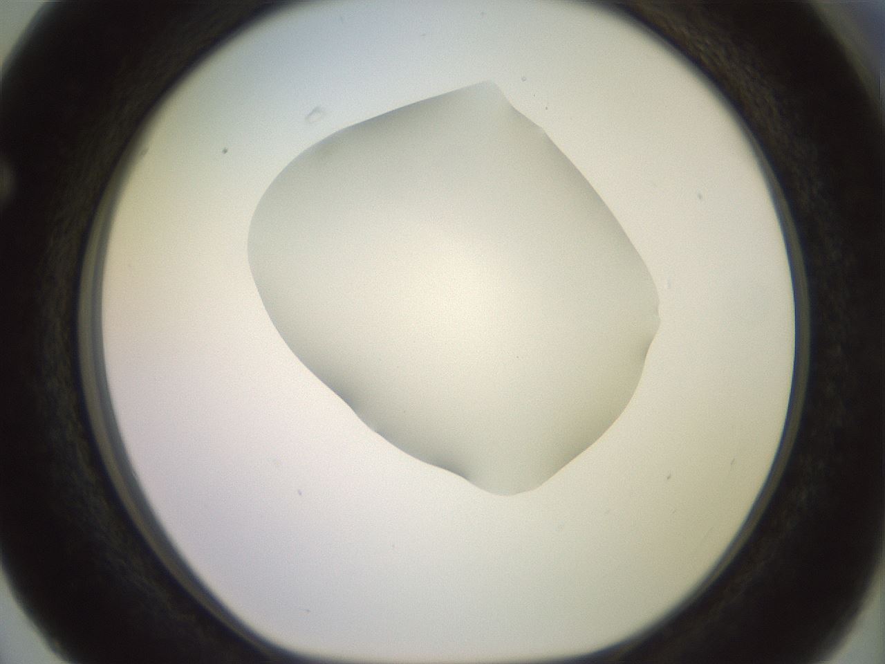 folderID465_plateID2465_batchID12053_wellNum63_profileID1_d1_r186682_ef.jpg