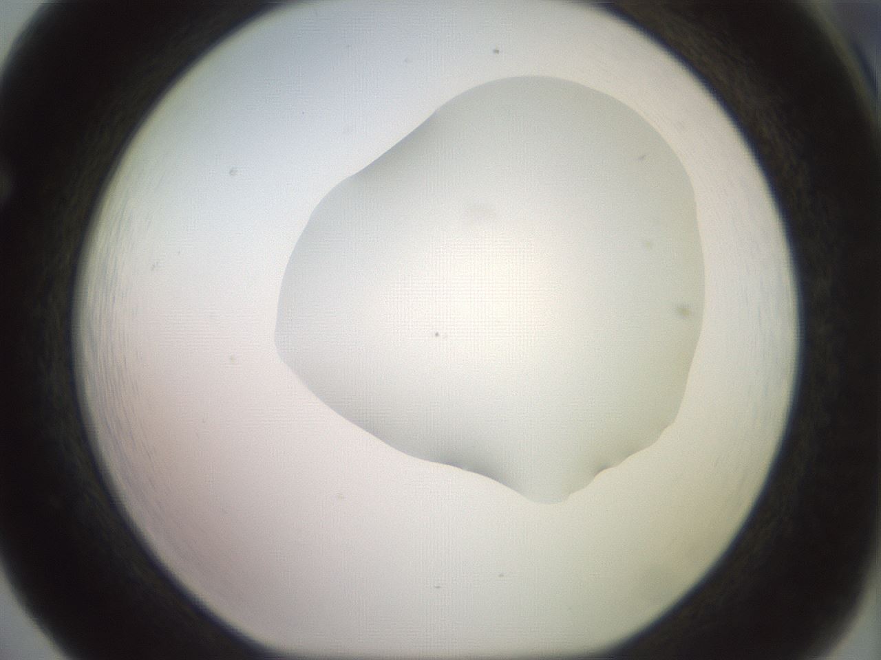 folderID465_plateID2465_batchID12053_wellNum65_profileID1_d1_r186684_ef.jpg