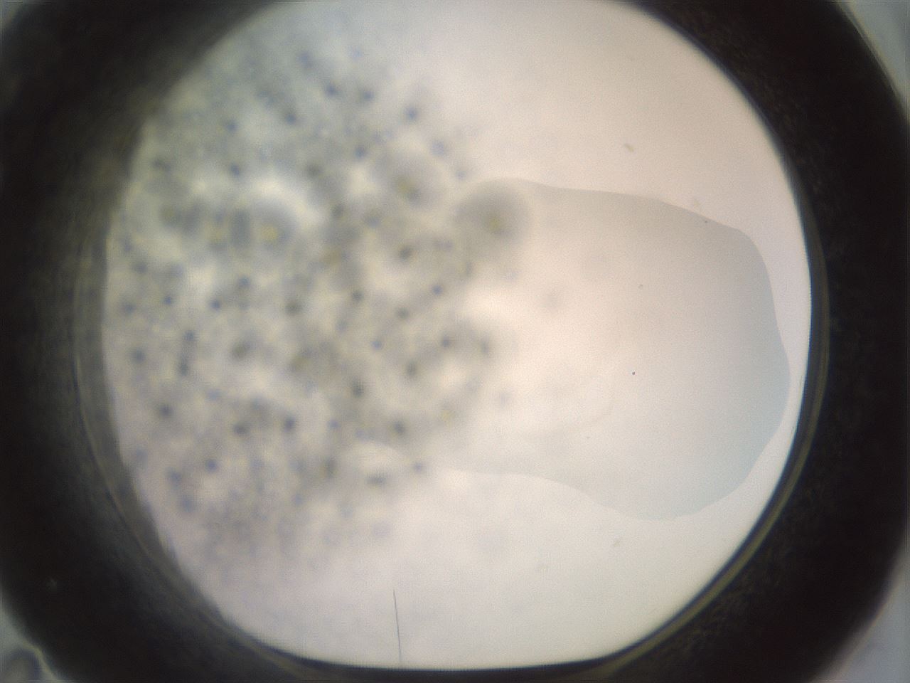 folderID465_plateID2465_batchID12053_wellNum71_profileID1_d1_r186690_ef.jpg