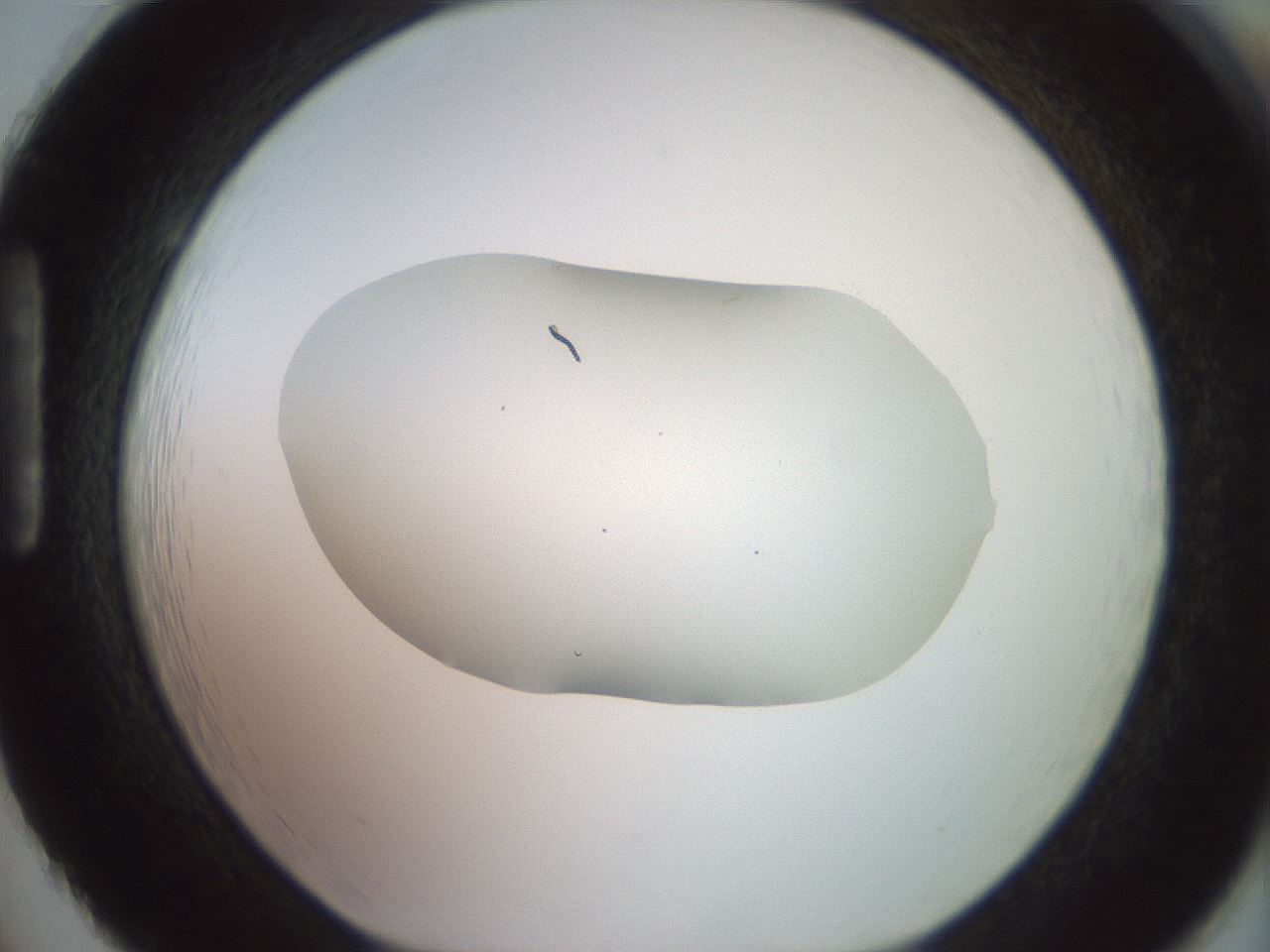 folderID465_plateID2465_batchID12053_wellNum86_profileID1_d1_r186705_ef.jpg