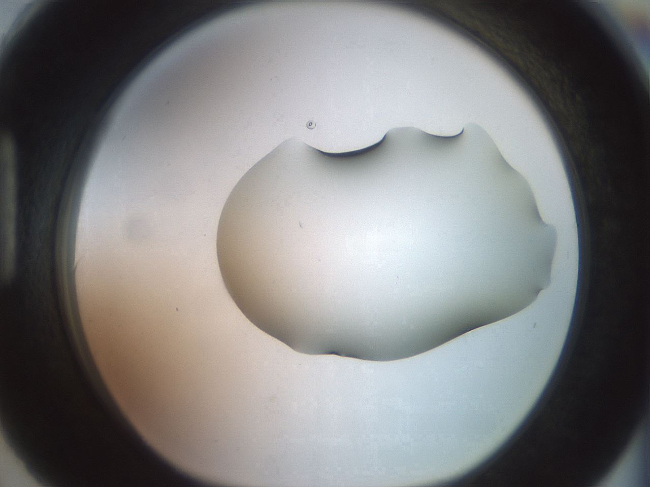 folderID465_plateID2465_batchID12053_wellNum90_profileID1_d1_r186709_ef.jpg