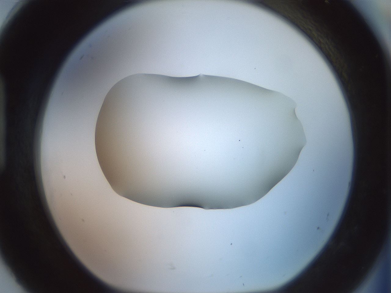 folderID465_plateID2465_batchID12053_wellNum92_profileID1_d1_r186711_ef.jpg