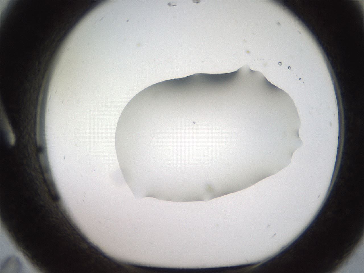 folderID466_plateID2466_batchID12061_wellNum11_profileID1_d1_r187014_ef.jpg