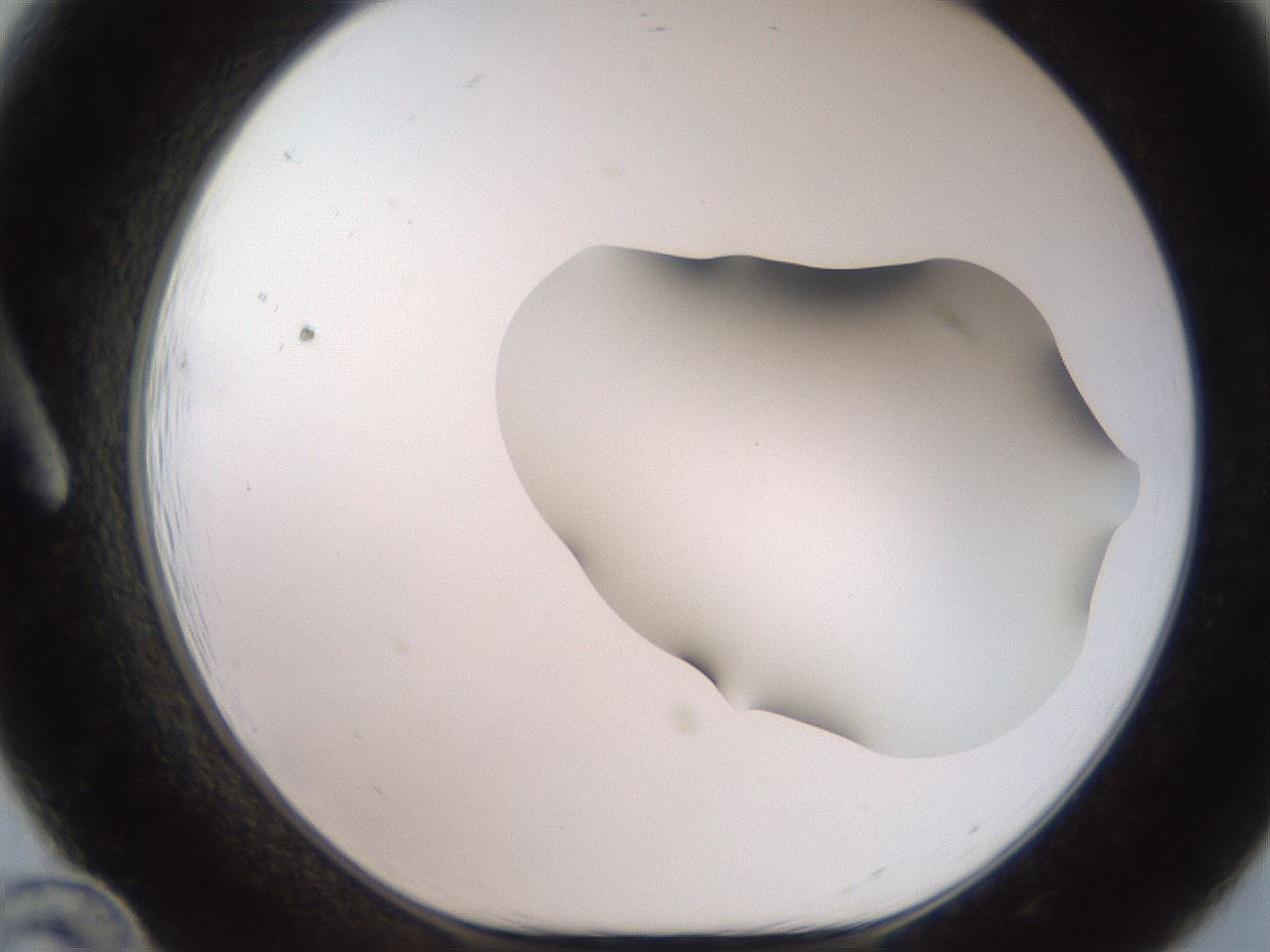folderID466_plateID2466_batchID12061_wellNum12_profileID1_d1_r187015_ef.jpg