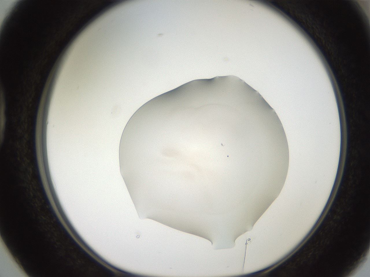 folderID466_plateID2466_batchID12061_wellNum38_profileID1_d1_r187041_ef.jpg