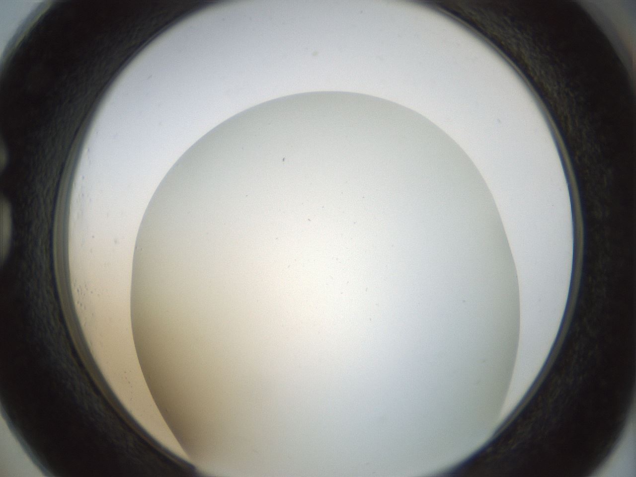 folderID208_plateID1208_batchID3661_wellNum73_profileID1_d1_r68720_ef.jpg